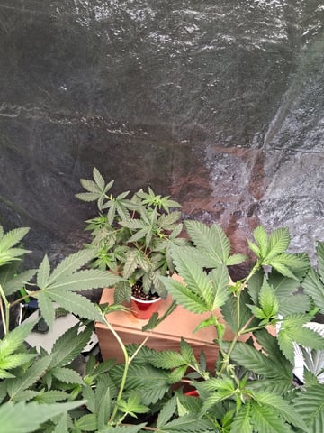 S&D  First Grow — vegetative, day 39