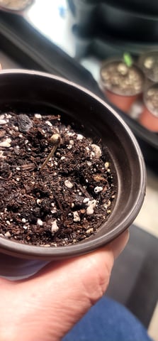 Poison Rainbows — seedling_rooting, day 5