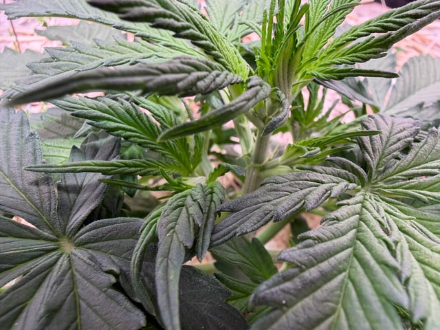 Round 1.5 — vegetative, day 31