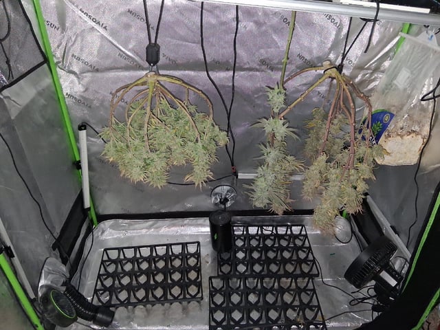 fruity pebbles, cap junky — flower, day 114