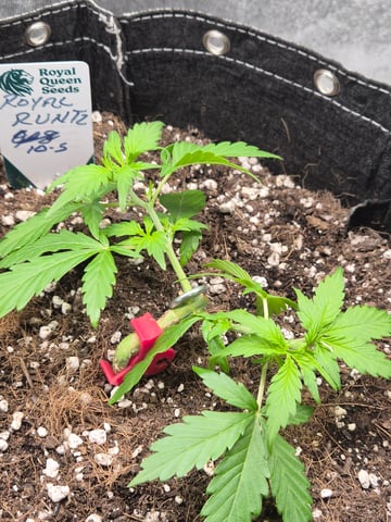 I'll get it right — vegetative, day 34