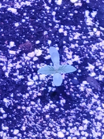 CountryG  — seedling_rooting, day 10