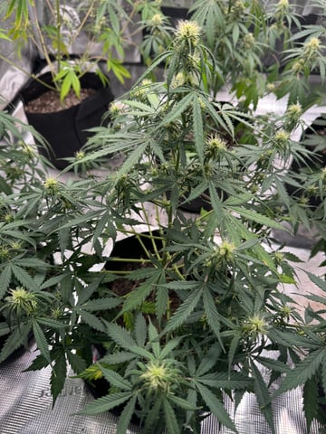 First Grow — flower, day 50