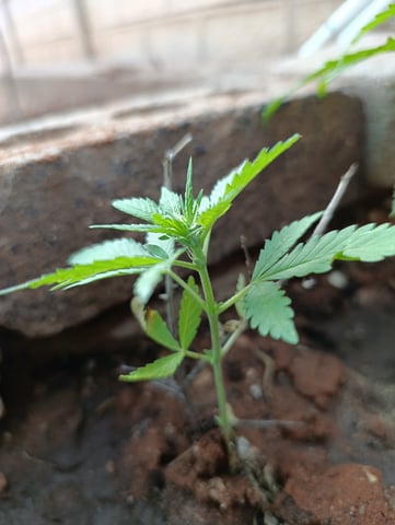 White Widow/Gorilla Glue — vegetative, day 25