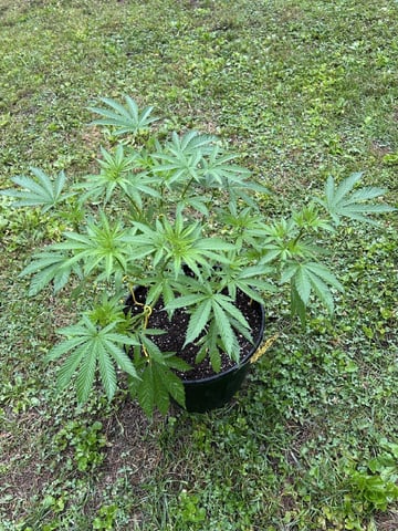 2026 Outdoor — vegetative, day 55