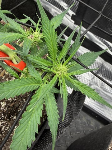 Gorilla Cookies — 1st Grow — flower, day 46