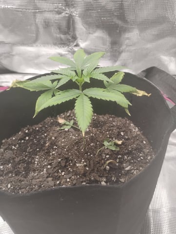 Special queen Auto — vegetative, day 21