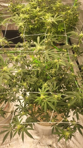 1st grow indoors(cardboard box to 2x2x4 to 5x5x6) — flower, day 103