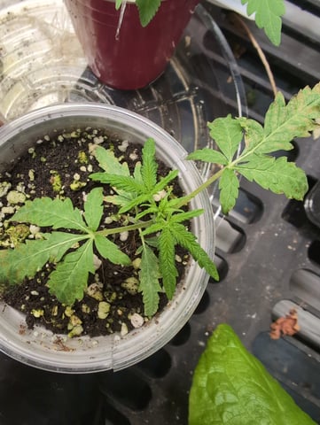 outdoor — seedling_rooting, day 29