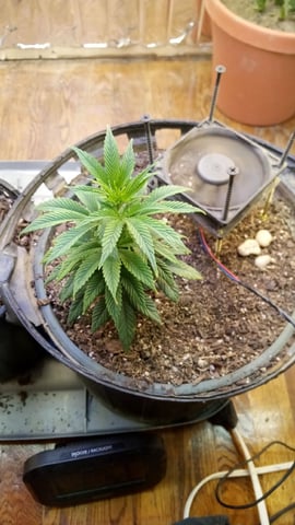 Jack hearer/Jack the ripper? — vegetative, day 70