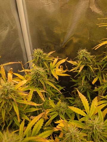 first grow — flower, day 57