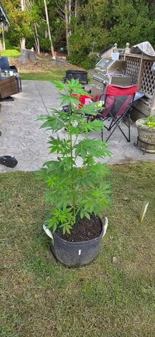 Let's just leave these right here! — flower, day 64