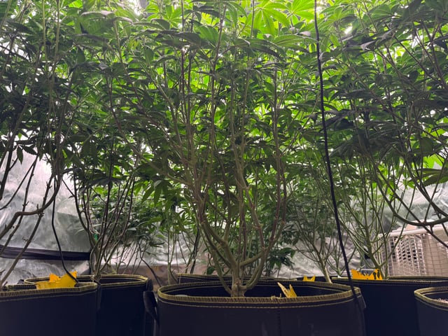 Hollywood Headband and LimeHeads  — flower, day 118