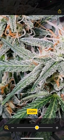 FIRST AUTO RUN — auto, day 49