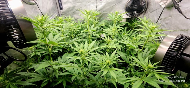 Foundational Legend — flower, day 142