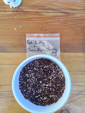 Second grow(Photoperiod) — germination, day 1
