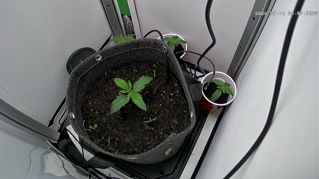 Blue Dream — vegetative, day 15