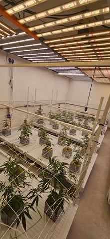 alt — vegetative, day 3