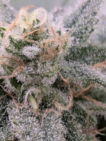 B E A utiful  — flower, day 123