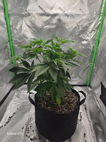 First Time — vegetative, day 4