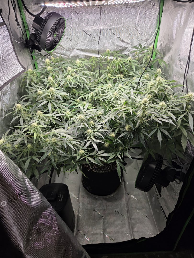 First Grow!!!
