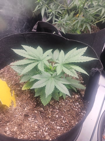 OG Kush — seedling_rooting, day 28