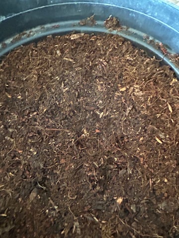 1st grow — seedling_rooting, day 5