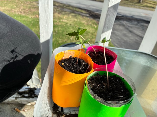 My First Grow — germination, day 16