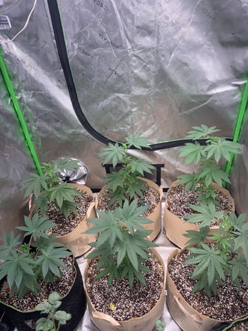 Papaya Frosting  — vegetative, day 41