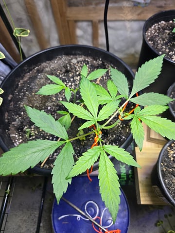 cherry pie  — vegetative, day 25