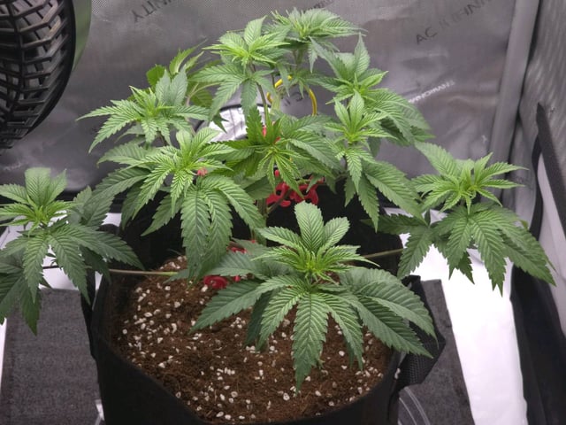 Divine Gelato 3 x Blue Zushi x 44 Photo — vegetative, day 34