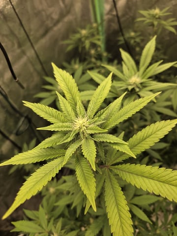 Banana and Gold — flower, day 25