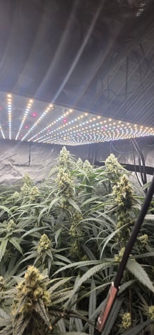 strawberry guava bx — flower, day 10