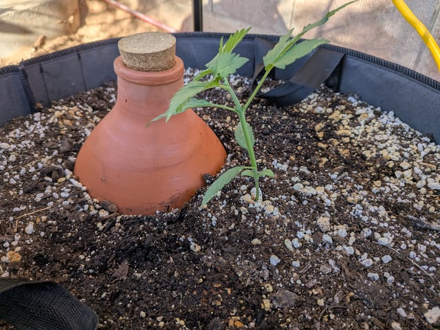 October Start — vegetative, day 28