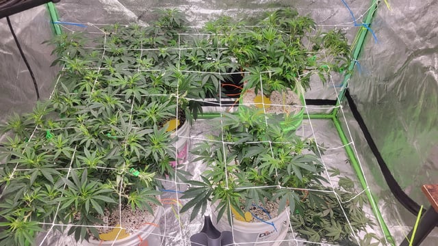 1st grow indoors(cardboard box to 2x2x4 to 5x5x6) — vegetative, day 75