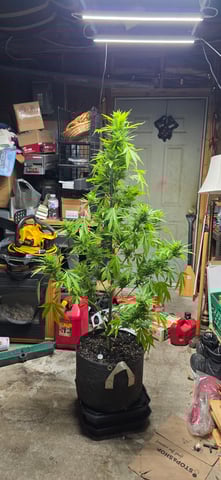 Let's just leave these right here! — flower, day 108