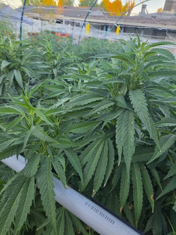 Sour Headies/OGBX1 — flower, day 101