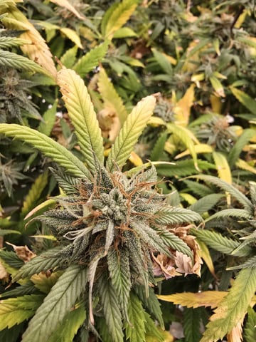 Platnium Jelly — flower, day 111