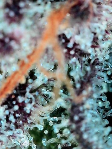 Grow Shed Grow #1 — flower, day 73