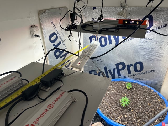 home stretch — flower, day 1