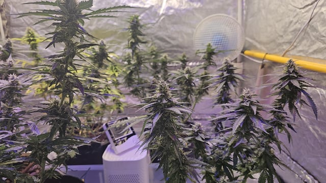 Amnesia Haze Run — flower, day 67