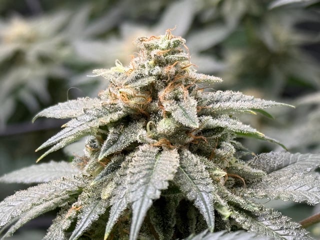 boom420 — flower, day 84