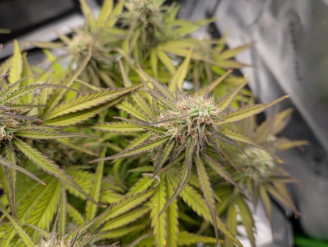 Titan F1 grow  — flower, day 64