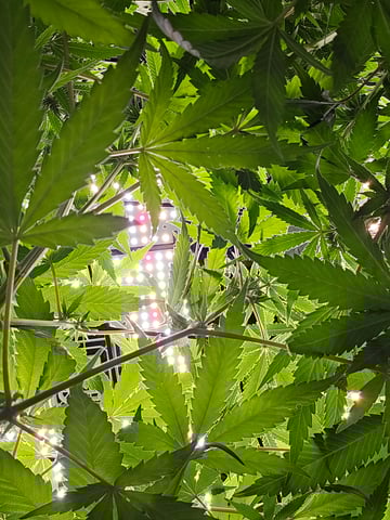 Attack Of The Clones — flower, day 55