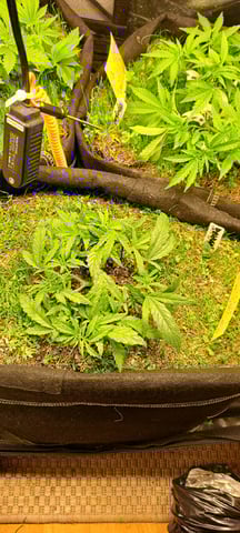 First Grow with the new setup  — vegetative, day 49