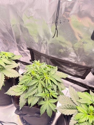 First grow — vegetative, day 15