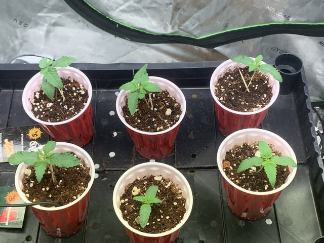 Papaya Frosting  — seedling_rooting, day 13