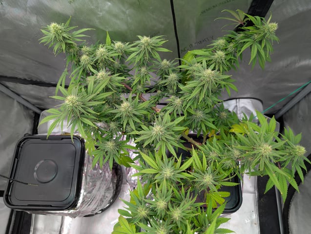 Black African Magic — flower, day 93