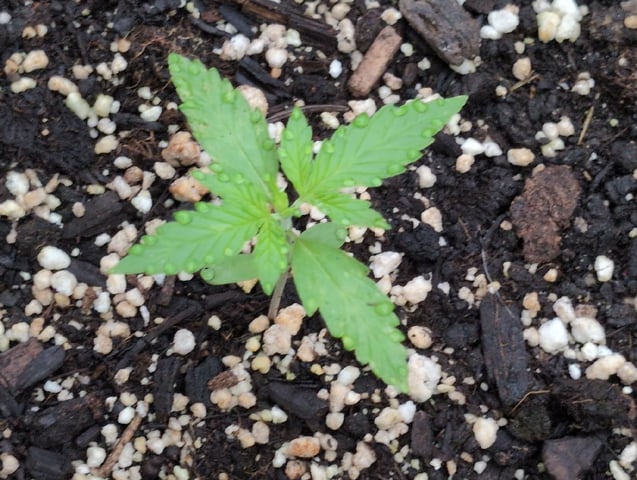 Gorilla Cookies Auto — seedling_rooting, day 8