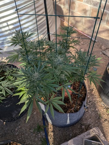 October Start — flower, day 125